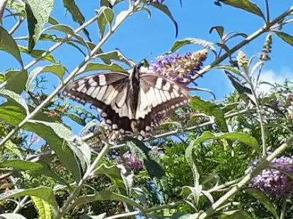 Falter ja &ndash; Raupe nein: Leser Otto Macknow sendete diese Beobachtung eines Schwalbenschwanz-Schmetterlings von 2018 in seinem Garten in Borssum ein.
