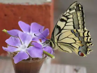 Ein Schwalbenschwanz, wie er nach dem Raupen- und Puppen-Stadium aussieht: Dieses Exemplar fotografierte Leser Albert Alberts-Tammena im Sommer 2015. Entwickelt hatte sich der Falter aus einer Raupe, die zusammen mit einigen &bdquo;Kollegen&ldquo; in den Gem&uuml;sehochbeeten der damaligen JAG-Au&szlig;enstelle in Pewsum sa&szlig; und fra&szlig;.
