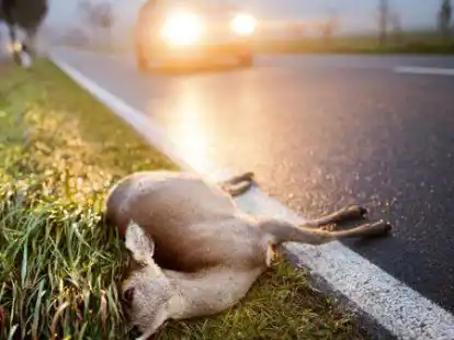 Wildunf&auml;lle haben im Herbst Hochsaison. Autofahrer sollten in dieser Jahreszeit besonders aufmerksam fahren und  nicht rasen.