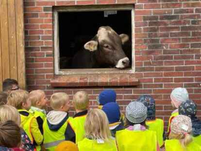Auge in Auge mit der Kuh: M&auml;dchen und Jungen der Kita L&ouml;wenzahn waren auf dem Hof Biebert in Munderloh zu Besuch.
