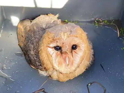 Die Freiwillige Feuerwehr Wildeshausen hat eine Schleiereule aus einer Hochwasserumleitung gerettet.