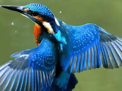 Ein Eisvogel im Flug