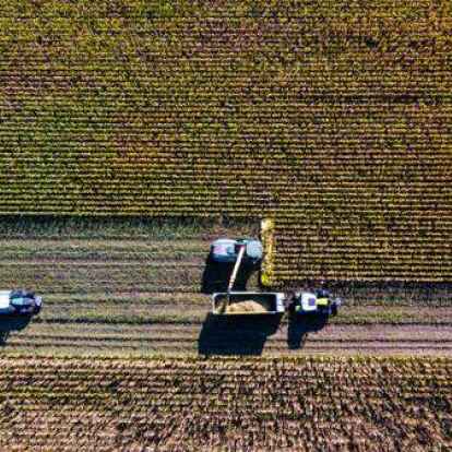 Ein H&auml;cksler f&auml;hrt bei der Ernte durch ein Maisfeld. Immer wieder kommt es zu lebensgef&auml;hrlichen Anschl&auml;gen.