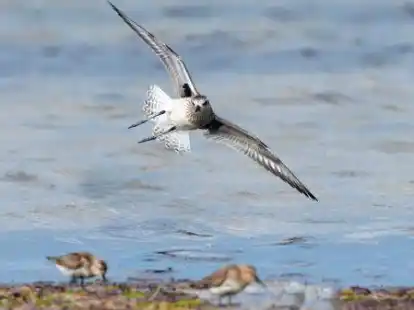 Der Kiebitzregenpfeifer im Anflug: Diese Vogelart ist der Titelvogel der 14. Zugvogeltage im Nationalpark Nieders&auml;chsisches Wattenmeer. Der Kiebitzregenpfeifer br&uuml;tet in der hocharktischen Tundra Russlands.