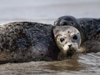 Wurden zwischen Juni und August aus der Luft gez&auml;hlt: Seehunde. Der Bestand ist stabil, die Tiere wirken vital und gesund.