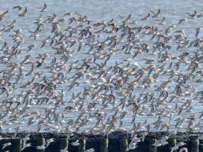 Hunderte Zugv&ouml;gel zieht es wieder ins Rheiderland.  Nationalparkf&uuml;hrer erl&auml;utern am Aktionstag auf der Bohrinsel allerlei Wissenswertes &uuml;ber die Schw&auml;rme.