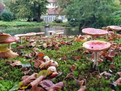 Herbst im Park von Witzleben.
