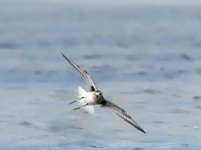 Kiebitzregenpfeifer im Anflug! Diese Vogelart ist der Titelvogel der 14. Zugvogeltage im Nationalpark Nieders&auml;chsisches Wattenmeer. Der Kiebitzregenpfeifer br&uuml;tet in der hocharktischen Tundra Russlands.