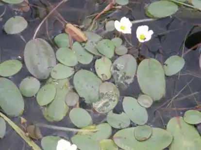 Soll am Hunte-Altarm in der Wiekau bald wieder zu finden sein: bl&uuml;hendes Froschkraut