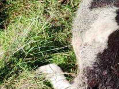 Landwirt Richard Harms-Neunaber bot sich ein schlimmer Anblick, als er sein Rind auf der Weide fand.