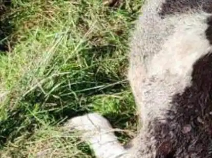 Landwirt Richard Harms-Neunaber bot sich ein schlimmer Anblick, als er sein Rind auf der Weide fand.