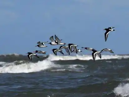 Austernfischer, Brutv&ouml;gel des Wattenmeeres, sind in gro&szlig;en Trupps als Zugv&ouml;gel zu beobachten.