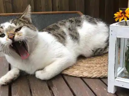 Was will uns der Kater damit sagen? Hase zeigt nicht nur Z&auml;hne, sondern setzt auch akustisch immer wieder Akzente.