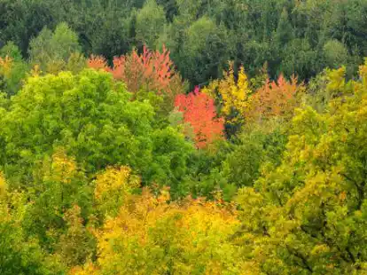 Symbolbild: Ein Waldspaziergang &ndash; beispielsweise in Dwergte &ndash; bietet sich in den Herbstferien nicht nur wegen der bunten Farben an.