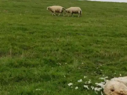 Deich Schaf Wolfsriss Elisabethgroden