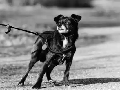 Zur Brut- und Setzzeit gilt auch schon jetzt eine Leinenpflicht in Schongebieten.