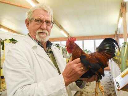 Auch manch stolzer Hahn wird zu sehen sein. Preisrichter Theo Suntken mit einem Zwerg-Welsumer.