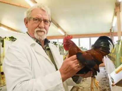 Auch manch stolzer Hahn wird zu sehen sein. Preisrichter Theo Suntken mit einem Zwerg-Welsumer.
