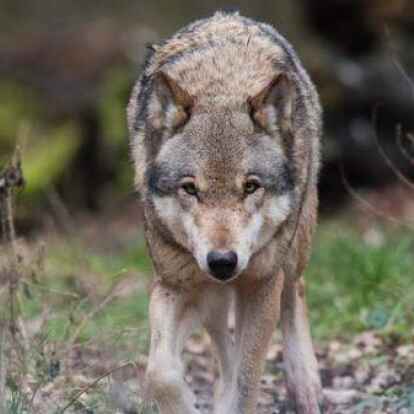 Ein Europäischer Wolf (Symbolbild): Ist ein solches Tier in der Stadtgemeinde Westerstede unterwegs? Passanten wollen einen Wolf gesehen haben und wandten sich an die Polizei.