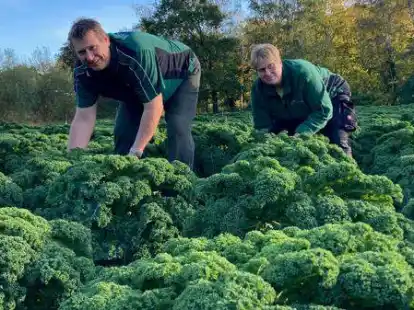 Den ersten Gr&uuml;nkohl haben Ralf und Maja Denker bereits geerntet. In diesem Jahr ist er besonders sch&ouml;n gewachsen.