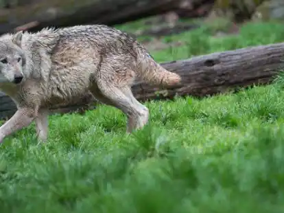 Ein Europ&auml;ischer Wolf