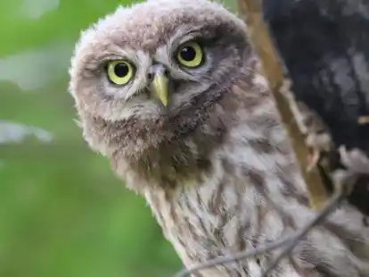 Lebt auch in der Gemeinde Hatten: der Steinkauz.