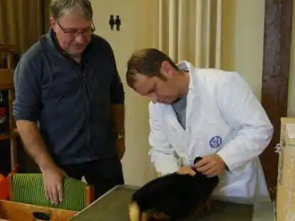 Vorsitzender Alfred Hartmann und Preisrichter Christian F&auml;dt (von links) aus Hooksiel begutachteten am Freitagvormittag ein Kaninchen, das ausgestellt werden soll.