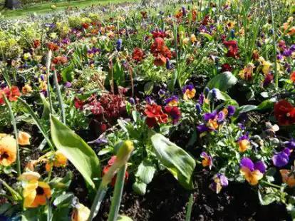 So bunt wie hier auf dieser Wiese soll es auch im Fr&uuml;hjahr in  vielen Beeten von Port Arthur und Transvaal bl&uuml;hen.