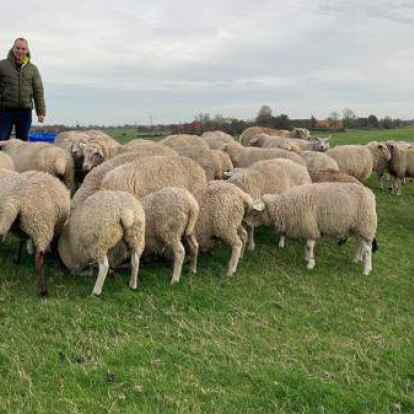 Anne und Dennis Bonsemeyer beim F&uuml;ttern eines Teils ihrer vielen Schafe.