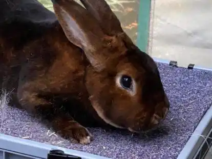 Tischbewertung bei den Z&uuml;chtern: Die besten Tiere wurden pr&auml;miert.