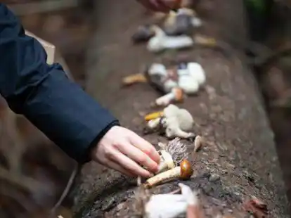 Essbare und giftige Pilze sind nicht immer ganz einfach zu unterscheiden. Pilzsachverst&auml;ndige wie Thomas Homm helfen gerne.