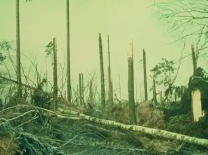 So sah es nach dem Orkan fast &uuml;berall in den W&auml;ldern der Region aus. Die historische Aufnahme kommt aus dem Forstamt Ahlhorn.
