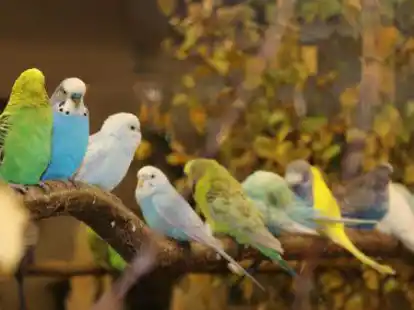 Der Verein Vogelfreunde 1976 Ganderkesee veranstaltet wieder eine Ziervogelschau.