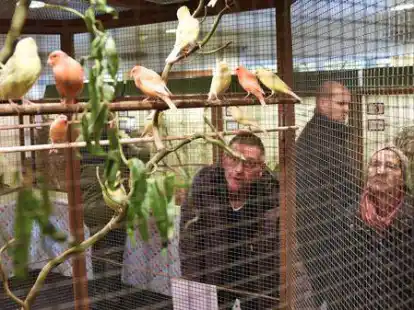 Das neue &bdquo;Nest&ldquo; des Vereins Vogelfreunde 1976 Ganderkesee gefiel auch dem Publikum: Bei ihrer zweit&auml;gigen Vogelschau beim SV Urneburg z&auml;hlten die Z&uuml;chter einige Hundert Besucher.