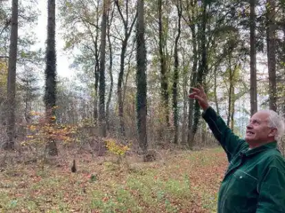 Der Orkan Quimburga zerst&ouml;rte einen gro&szlig;en Teil des Havekoster Sandes. Besitzer G&uuml;nter Westermann aus Meierhafe zeigt ein Waldst&uuml;ck, das wieder aufgeforstet wurde.