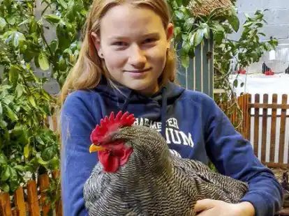 Neues Haustier: Die 14 Jahre alte Elisabeth, hier mit Hahn &bdquo;Matti&ldquo;, ist seit kurzem Mitglied bei den Z&uuml;chtern.