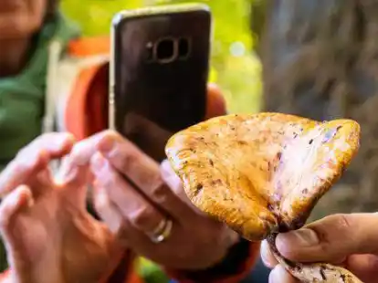 Kann eine App dabei helfen, eine Pilzart zu bestimmen? Experten raten davon ab (Symbolbild).