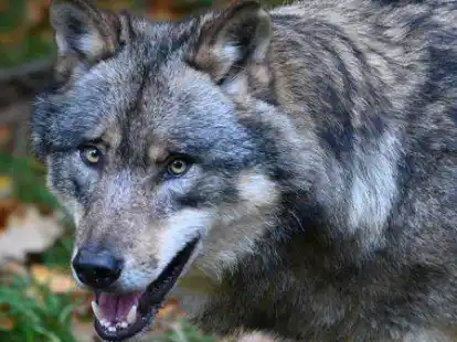 Wie dicht sollten W&ouml;lfe dem Menschen kommen d&uuml;rfen? Dar&uuml;ber wird immer wieder diskutiert. In den Niederlanden gibt es nun einen neuen Ansatz.