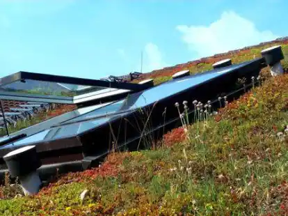 Geb&auml;udeeigent&uuml;mer k&ouml;nnen eine F&ouml;rderung f&uuml;r ihre gr&uuml;nen D&auml;chen bekommen.