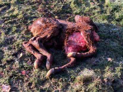 Gerissen: Das Angus-Kalb war gerade mal einen Tag alt.