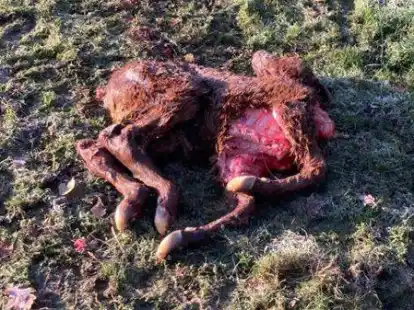 Gerissen: Das Angus-Kalb war gerade mal einen Tag alt.