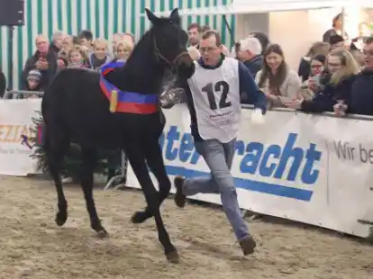 In diesem Jahr soll das Ganderkeseer Fohlenchampionat nach zweij&auml;hriger Pause wieder stattfinden.