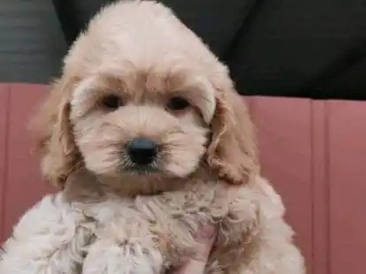 Stammt vermutlich aus der Ukraine: Einer der beiden Hundewelpen, die am vergangenen Montag vom Veterin&auml;ramt beschlagnahmt worden sind.