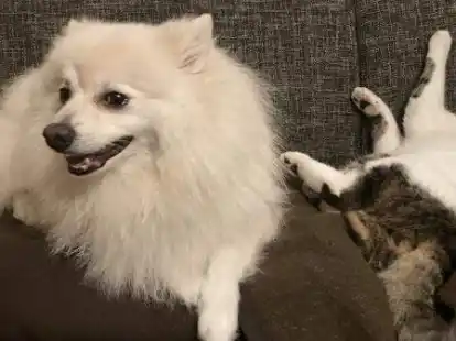 Der Feind in meinem Bett: Was so harmonisch aussieht, war lange Zeit nicht unproblematisch.