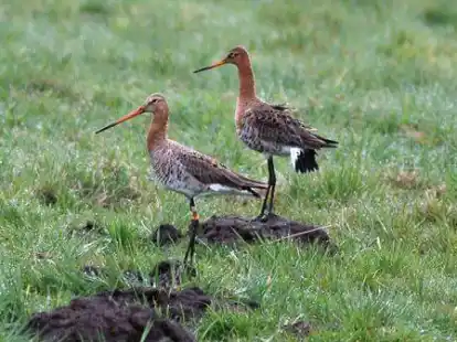 Ein beringtes Uferschnepfen-Weibchen mit seinem Brutpartner in den Bornhorster Huntewiesen im Ochsenmoor.