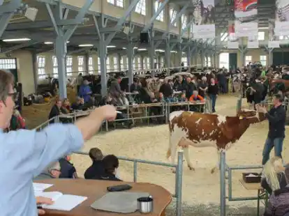 1955 gaben die Rinderz&uuml;chter der Stadt Cloppenburg ein zinsloses Darlehen f&uuml;r die Erweiterung der M&uuml;nsterlandhalle - auch damit dort Auktionen stattfinden konnten.
