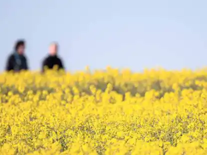 Verliert gegen Photovoltaikanlagen erheblich an energetischem Wert: der Raps. Das Verh&auml;ltnis von Mais zu PV l&auml;ge zwischen 1 zu 80 bis 1 zu 120, sagt Diplom-Biologe Rolf Peschel. PV ist also erheblich effizienter.