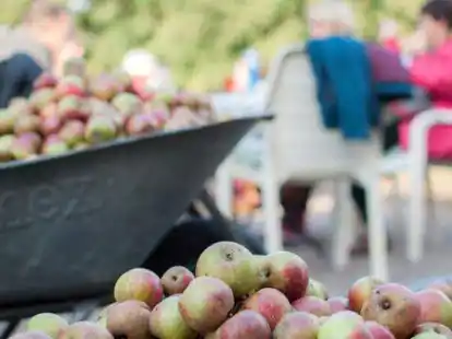 Gute Ernte: Beim Apfel- und gleichzeitigem Gr&uuml;ndungsfest der &bdquo;Appelk&ouml;ppe&ldquo; wurden die &Auml;pfel diekt zur mobilen Saftpresse transportiert.
