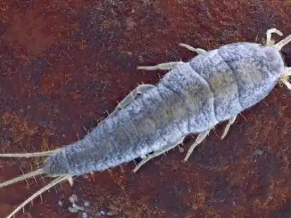 Silberfischchen und ihre Bek&auml;mpfung sorgten in der Kita Hummelburg f&uuml;r eine mehrt&auml;gige Schlie&szlig;ung.