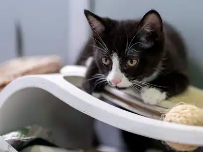 Eine junge Katze liegt in ihrem Gehege im Berliner Tierheim.